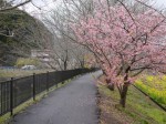 みなみの桜と菜の花まつりの写真のサムネイル写真16