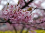 みなみの桜と菜の花まつりの写真のサムネイル写真17