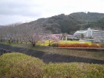 みなみの桜と菜の花まつりの写真のサムネイル写真20