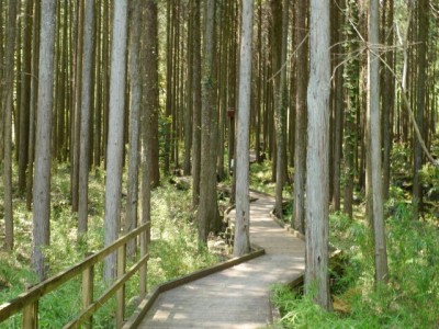 水と緑の杜公園の写真31