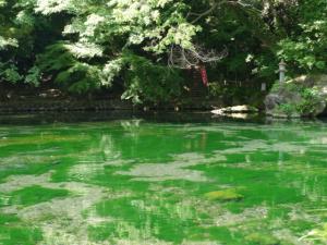 出流原弁天池湧水の写真