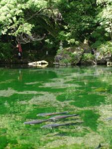 出流原弁天池湧水の写真8