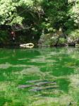 出流原弁天池湧水の写真のサムネイル写真8