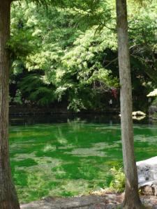 出流原弁天池湧水の写真10