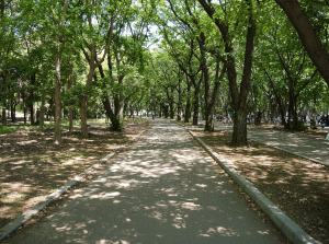 光が丘公園の写真