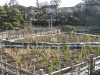 堀切菖蒲園の写真のサムネイル写真1
