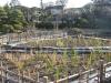 堀切菖蒲園の写真のサムネイル写真4