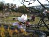 堀切菖蒲園の写真のサムネイル写真14