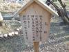 堀切菖蒲園の写真のサムネイル写真16