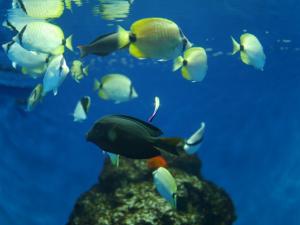 葛西臨海水族園の写真11