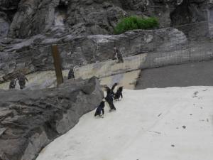 葛西臨海水族園の写真23