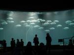 葛西臨海水族園の写真のサムネイル写真27