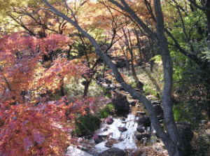 北の丸公園の写真