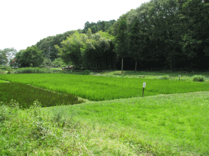 都立 野山北、六道山公園の写真