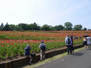 【レポート】国営昭和記念公園のポピー！の写真1