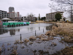 石神井公園の写真