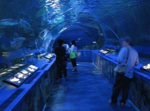 しながわ水族館の写真