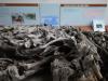 魚津埋没林博物館の写真のサムネイル写真7