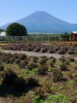 花の都公園の写真のサムネイル写真31