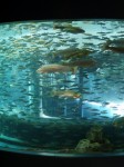 山梨県立富士湧水の里水族館の写真のサムネイル写真6