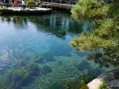 忍野八海の写真10