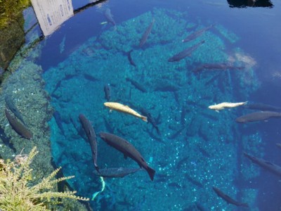 忍野八海の写真3