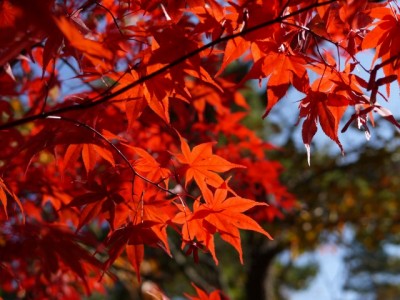 山中湖園地の写真