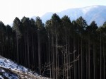 身延山 山頂展望台の写真のサムネイル写真14