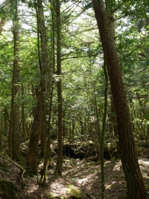 青木ヶ原樹海の写真3